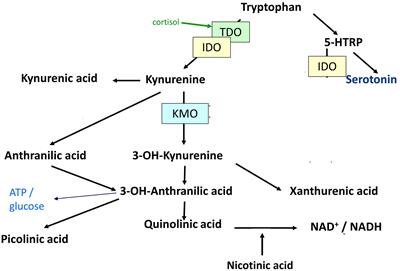 Changes in tryptophan breakdown associated with response to multimodal treatment in depression